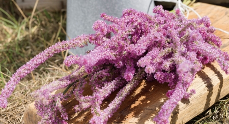 Picture for category Limonium